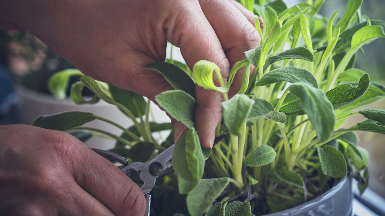 person cutting potted sage