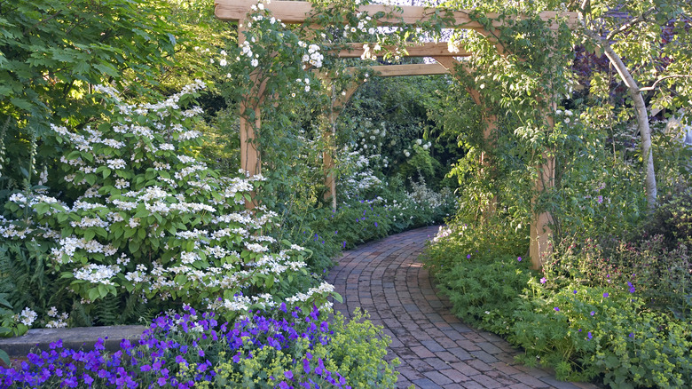 Climbing hydrangea in flower garden