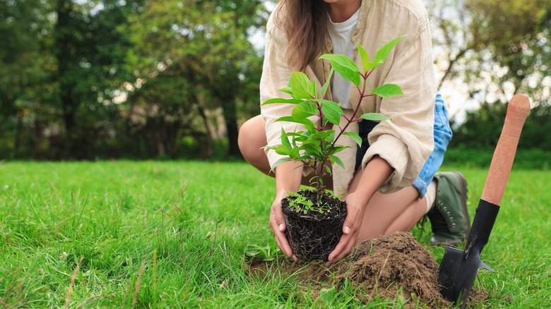 person planting seedling