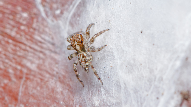 Jumping spider on egg sac