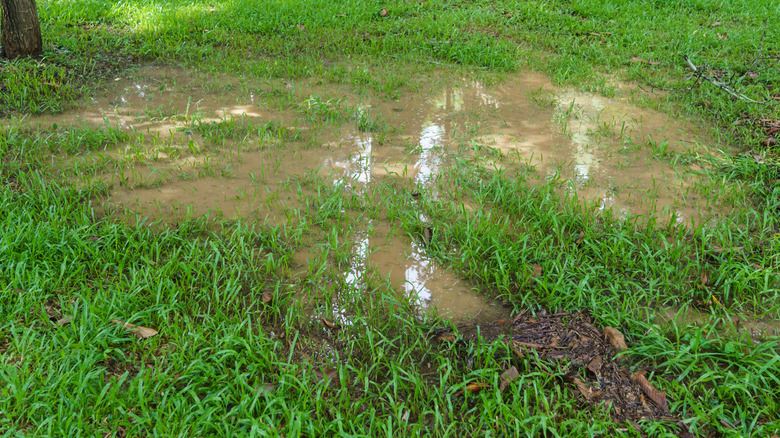 Muddy lawn with brown water