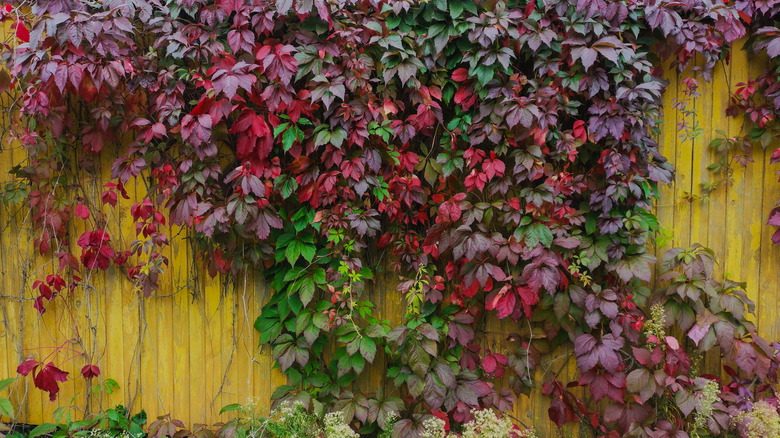 Overgrown, red and green leafed vines along a wood fence