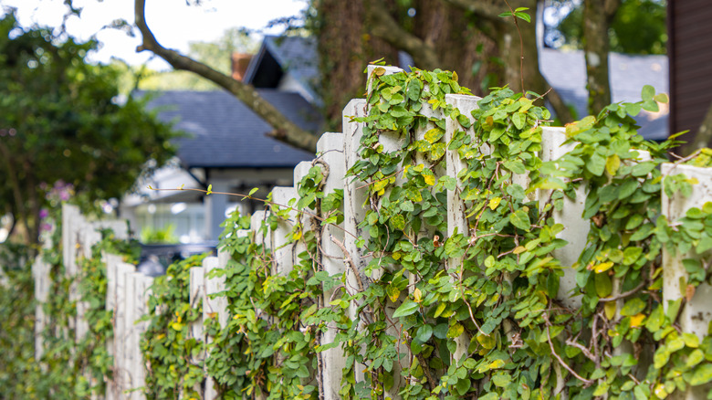 A vines taking over a wooden fence in a neighborhood