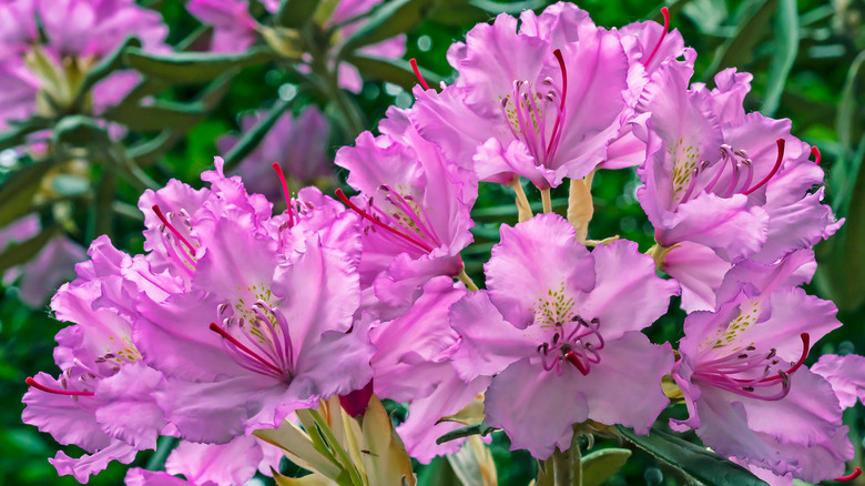 Pacific rhododendron