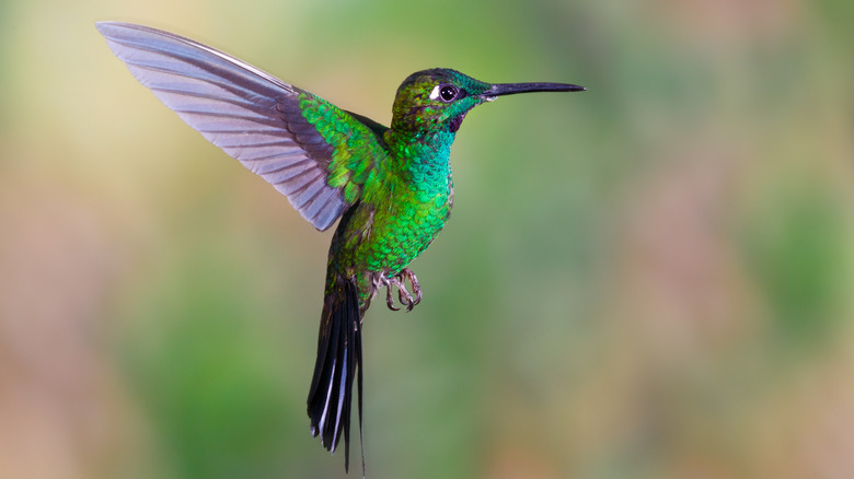 Hummingbird in flight