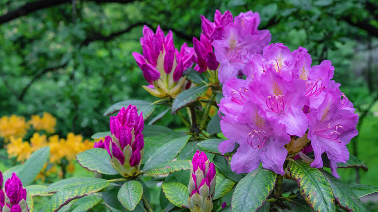 Pacific rhododendron with trees in the background