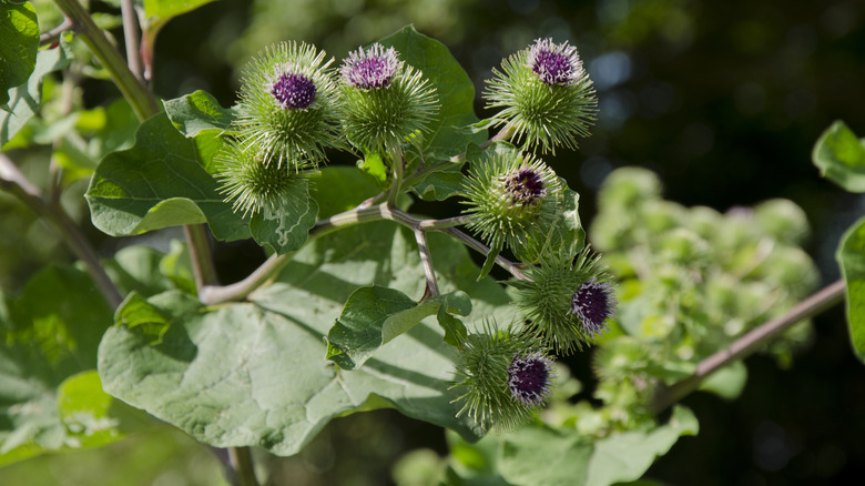 burdock flower