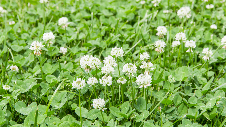 wild clover