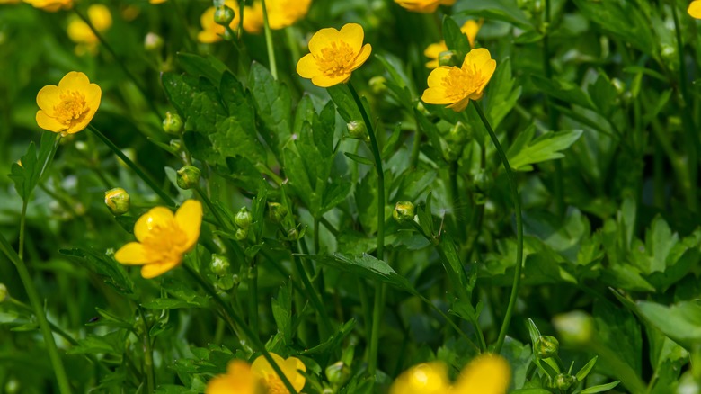 flowering buttercup