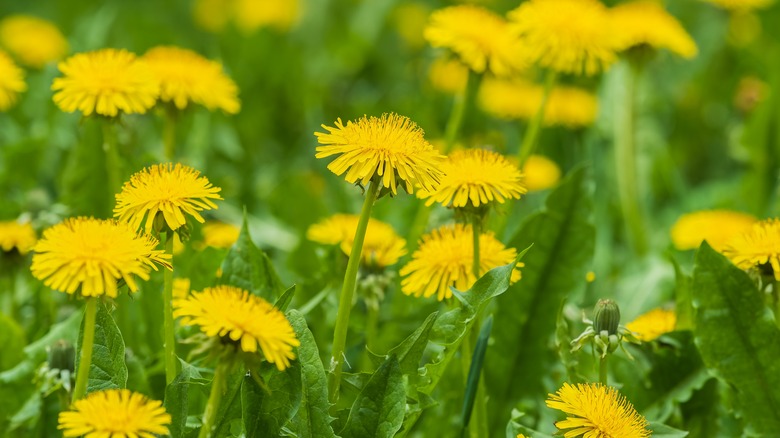 field of dandelions