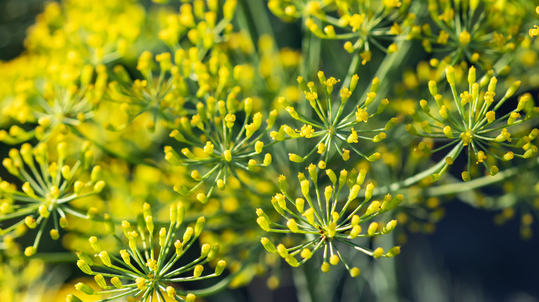 flowering fennel 