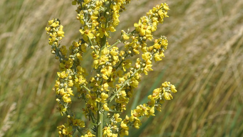 Figwort flowers