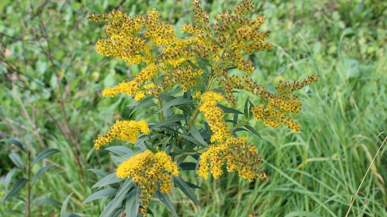 goldenrod plant