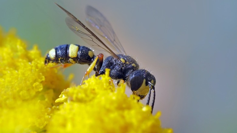 wasp on flower