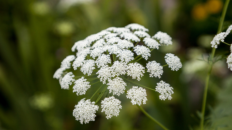 Queen Anne's Lace in bloom