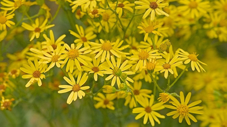 bright yellow ragwort flowers