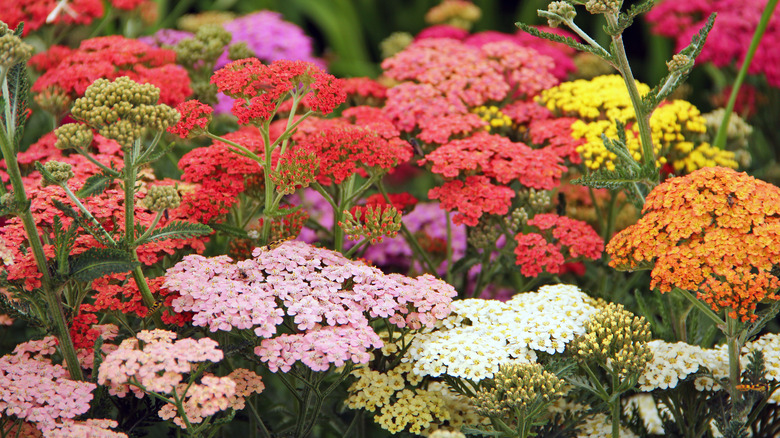 yarrow flowers