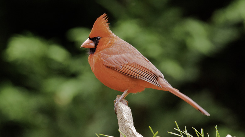 Male northern cardinal on perch