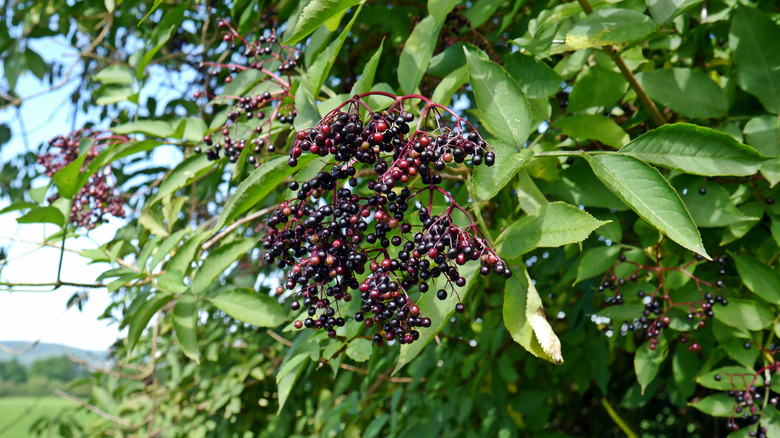 Elderberry tree with berries 