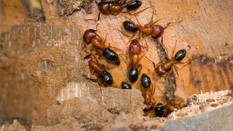 Carpenter ants large brown heads