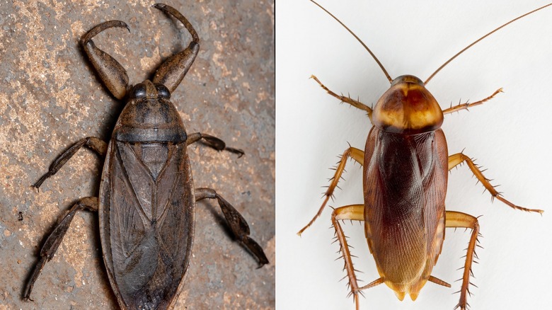 Water Bug Vs Roach: How To Identify Which Creepy Crawler Is Invading ...