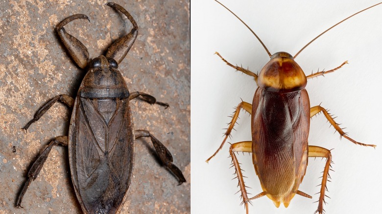 water bug and cockroach