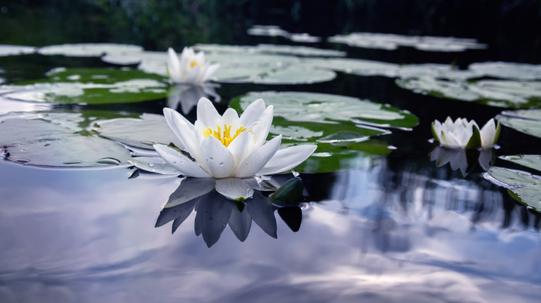 White water lilies on pond