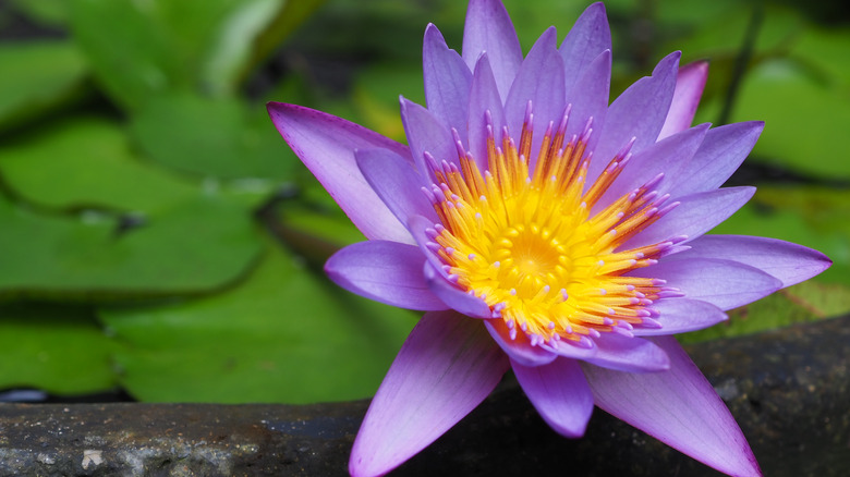 Purple water lily