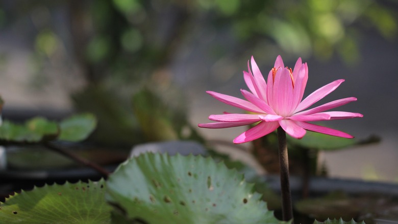 Small pink water lily