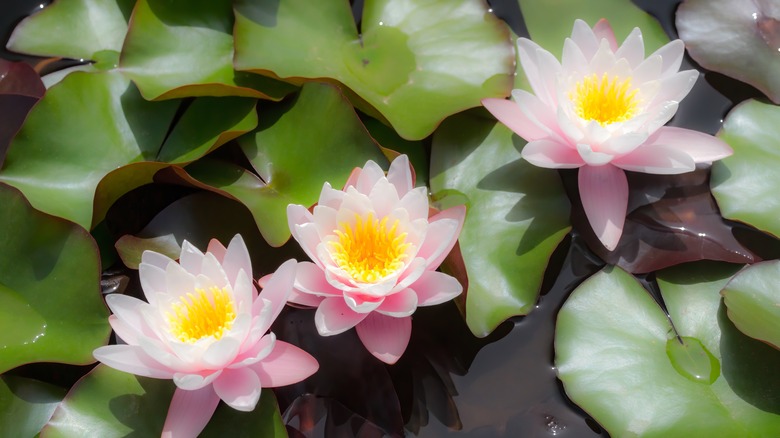 Small pink water lilies