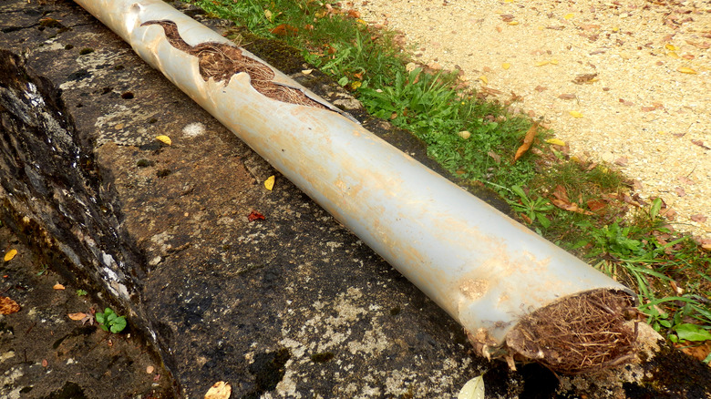 Tree roots in damaged pipes