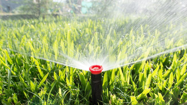 Sprinkler watering grass