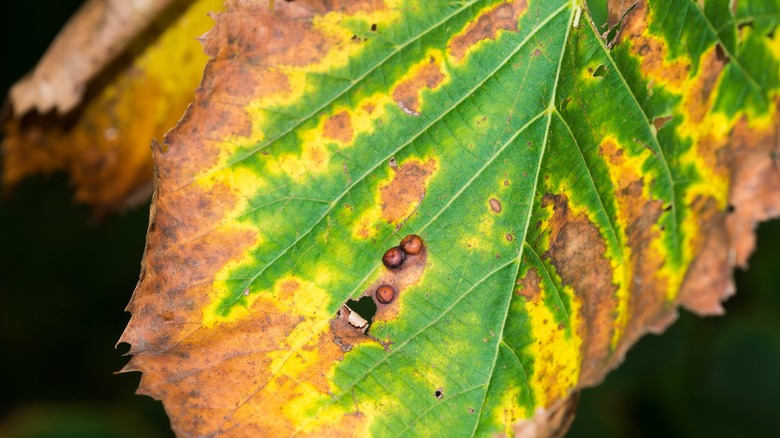 leaf scorch on plant