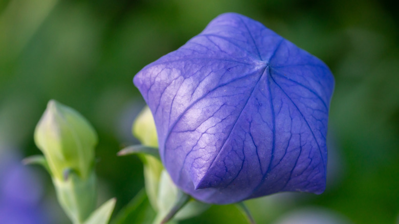 unopened balloon flower