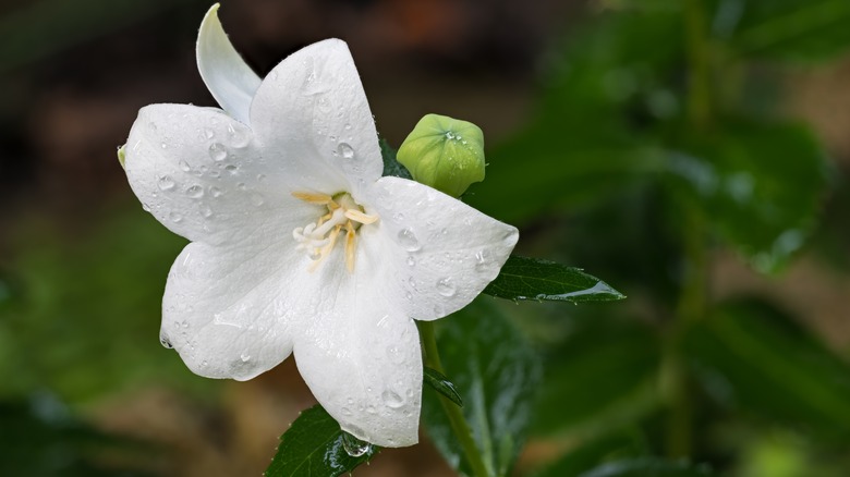 water drops on balloon flower