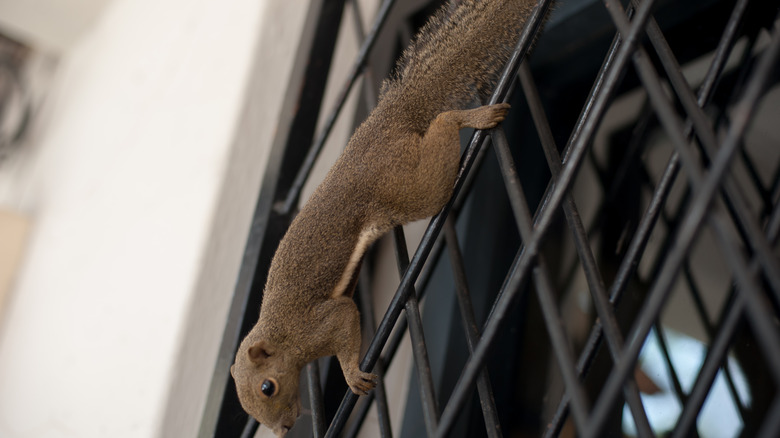 Squirrel on window grate