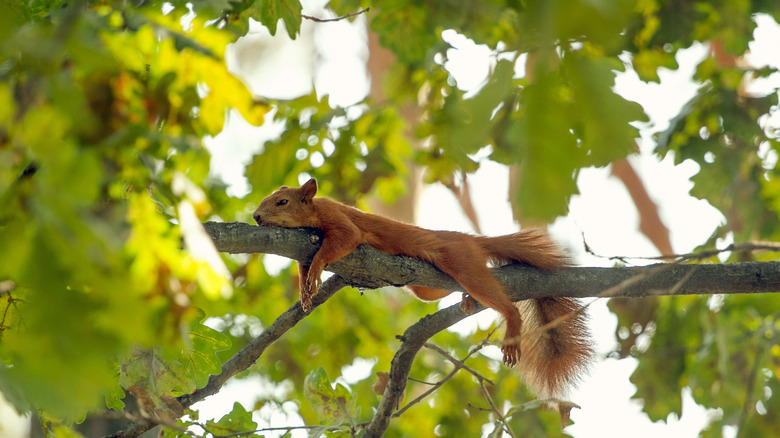 Squirrel napping in tree