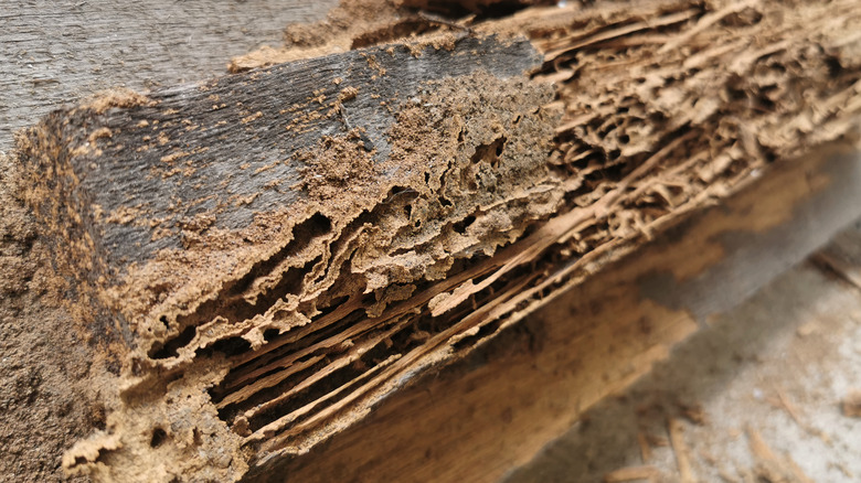 termite nest