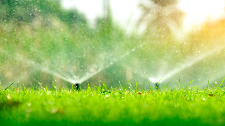 sprinklers watering green grass