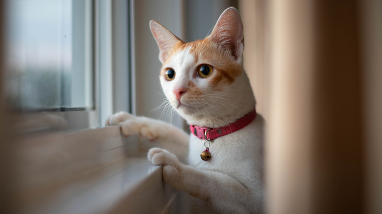 cat looking out a window