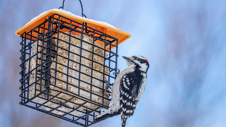 suet cake bird feeder