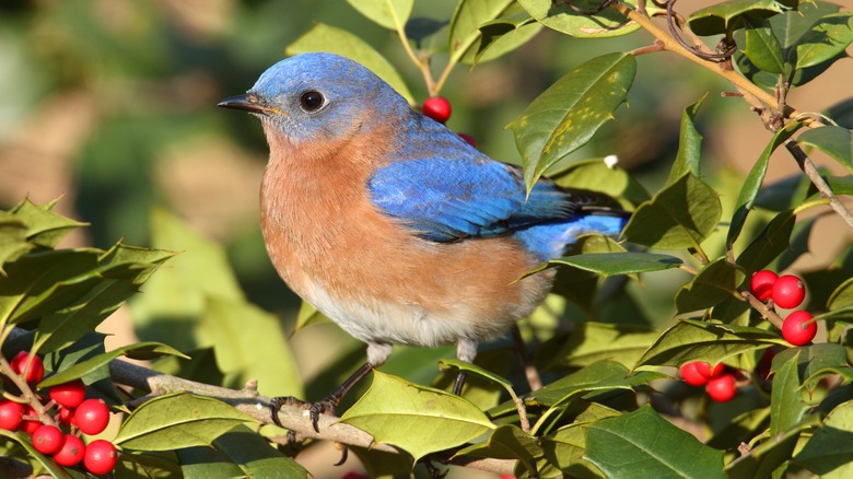 bluebird in a holly bush