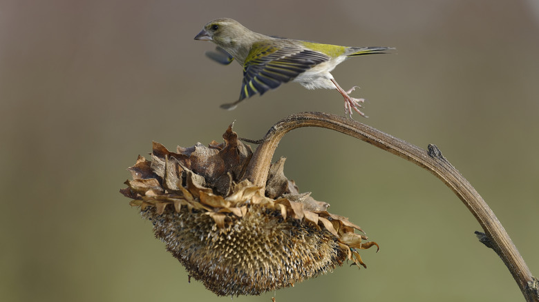 finch flying off sunflower