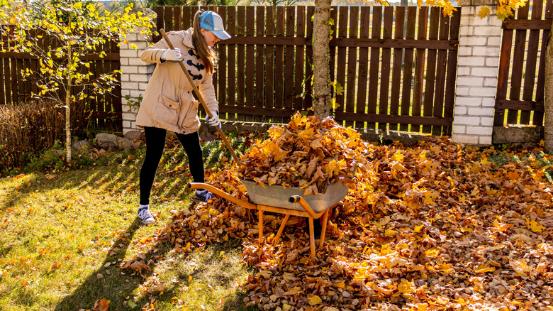 woman raking yard debris with large landscape rake