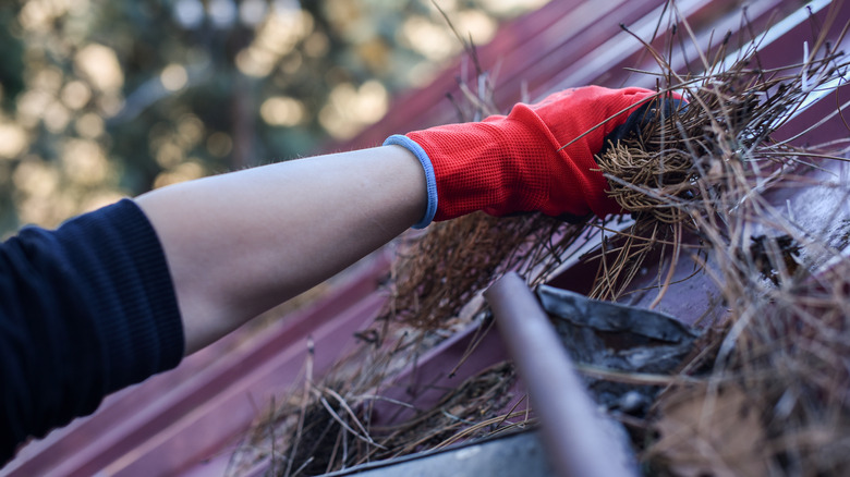 red gloved hand clearing pine needles from clogged gutters