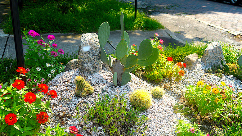 sparse succulent flower rock garden in daytime