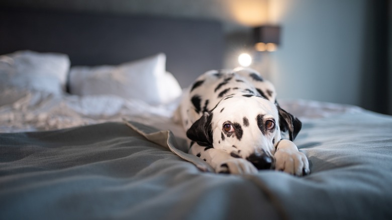 Dalmatian dog on bed