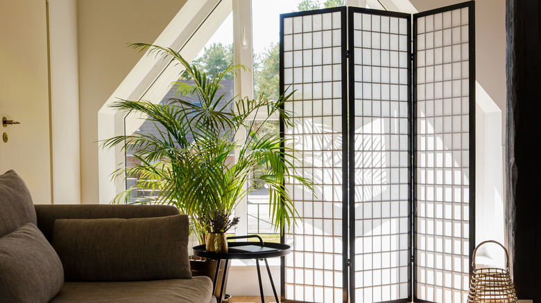 room divider and palm houseplant