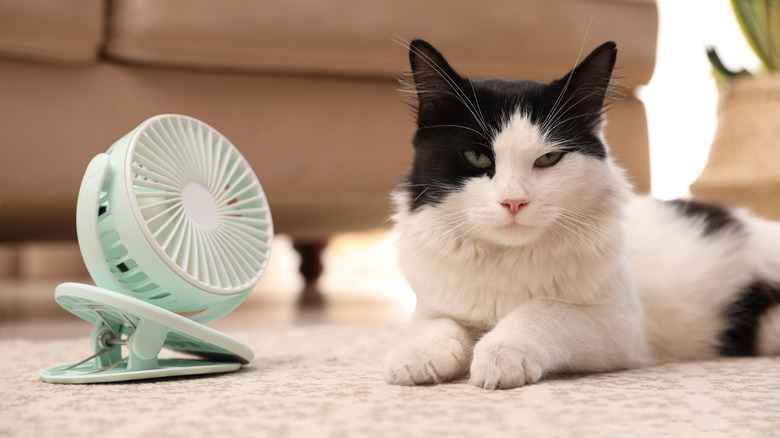 Cat next to portable fan 