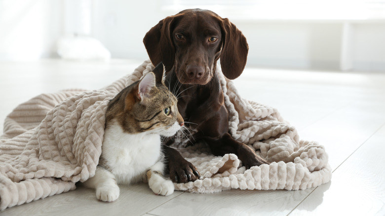 Cat and dog under blanket 